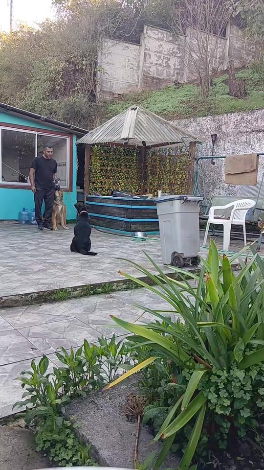 TikTok video thumbnail by edsondogtrainer