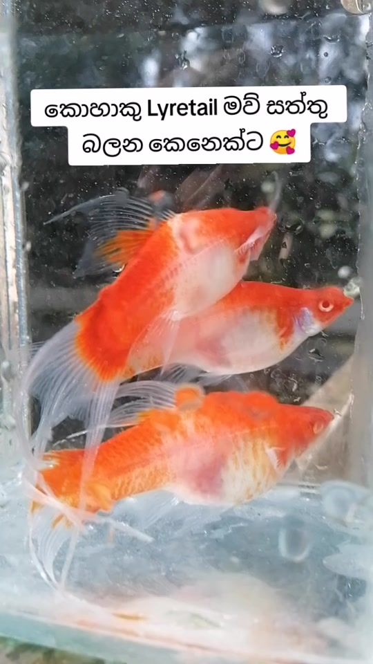 TikTok video thumbnail by kasun.aqua.farm