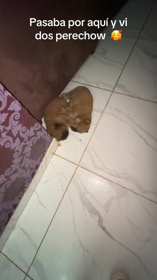 TikTok video thumbnail by comunidadpelubichota