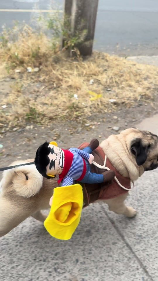 TikTok video thumbnail by bernardoelpug