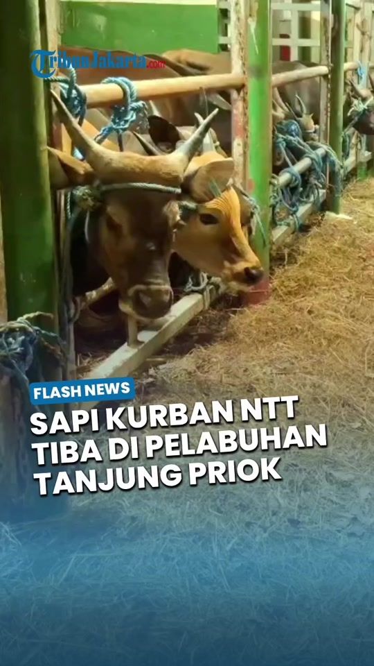 TikTok video thumbnail by tribun.jakarta