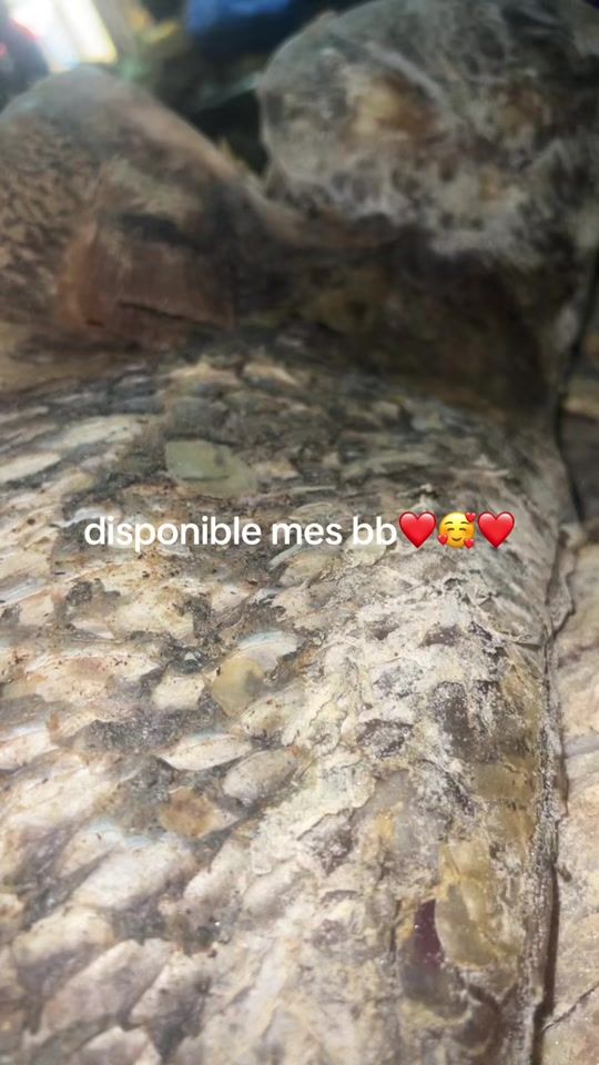 TikTok video thumbnail by salihatbeaute