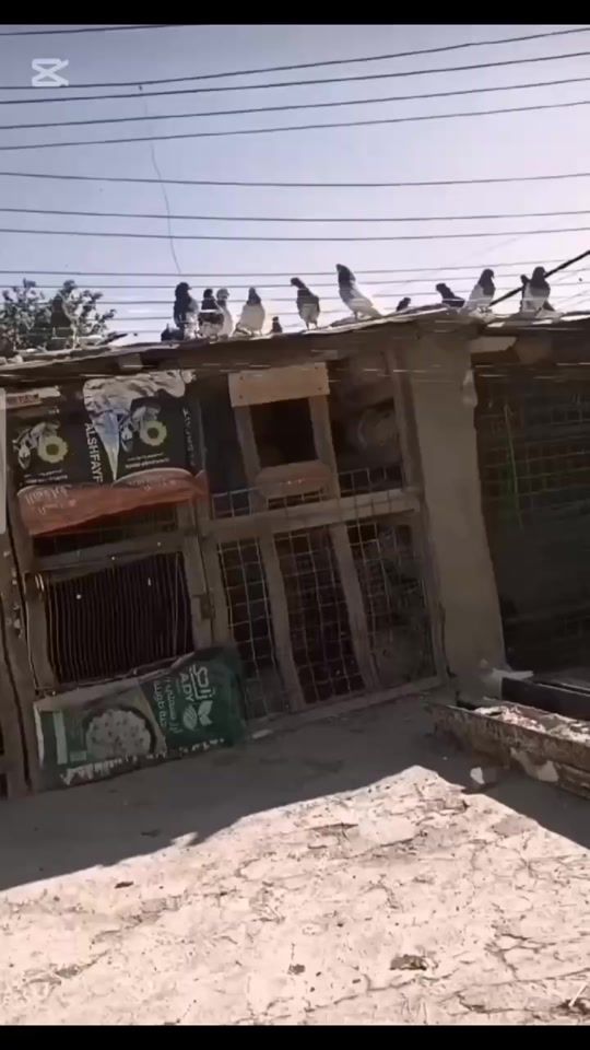 TikTok video thumbnail by 0f.la