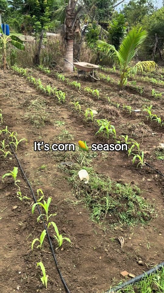 TikTok video thumbnail by kk.farm.fresh.ltd