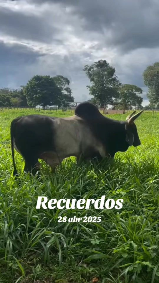 TikTok video thumbnail by el.llanero76