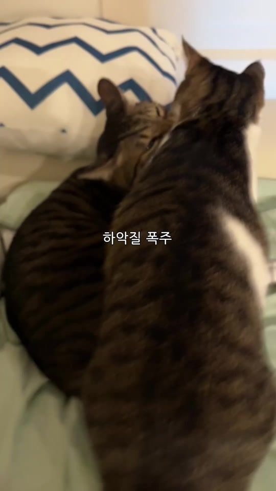 TikTok video thumbnail by ganher_cat