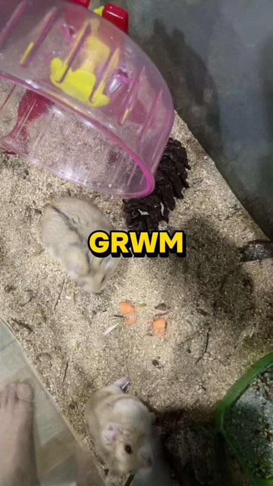 TikTok video thumbnail by fajarsdkprmn