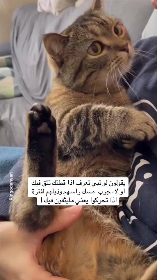 TikTok video thumbnail by ekitten1