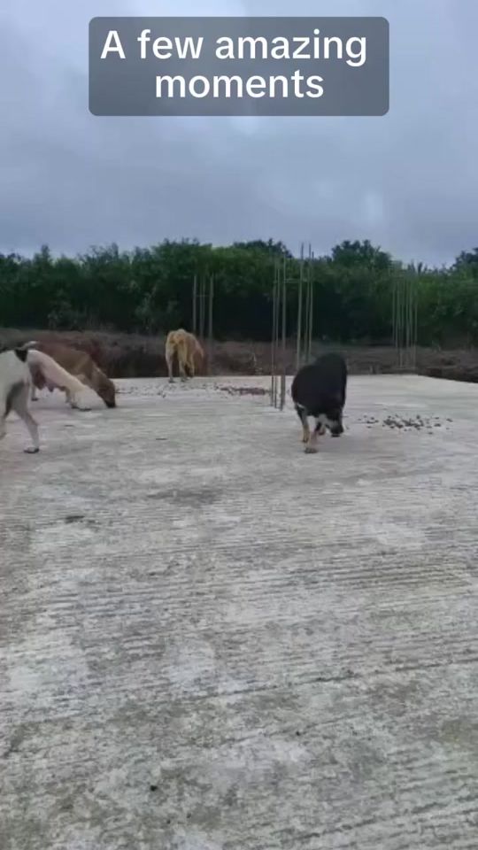 TikTok video thumbnail by davekissoondoyal