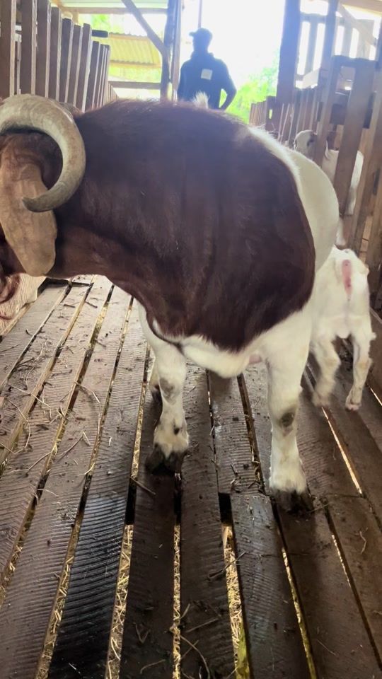 TikTok video thumbnail by velaro.farm