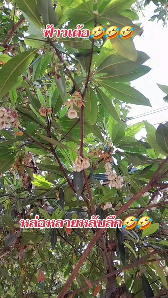 TikTok video thumbnail by ton.thanapol.tonk
