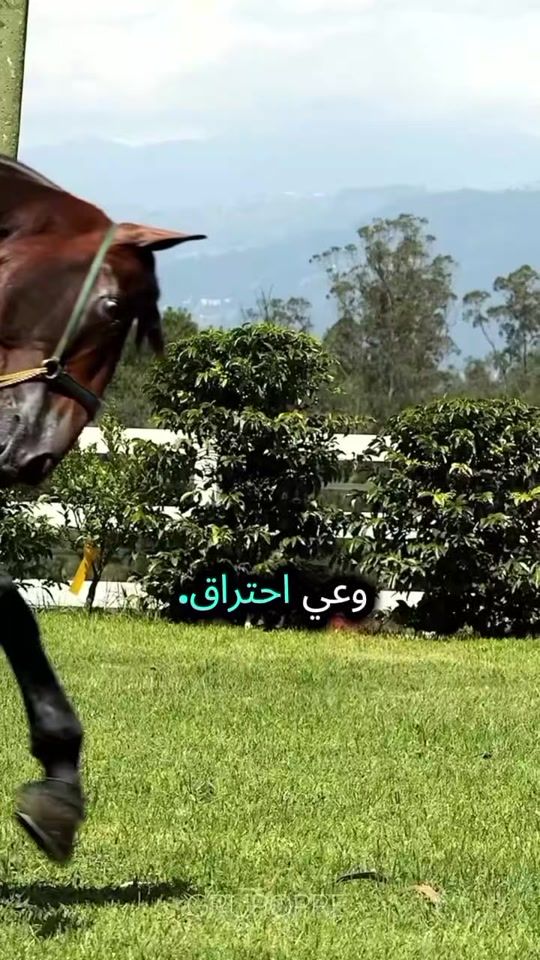 TikTok video thumbnail by ..........0551