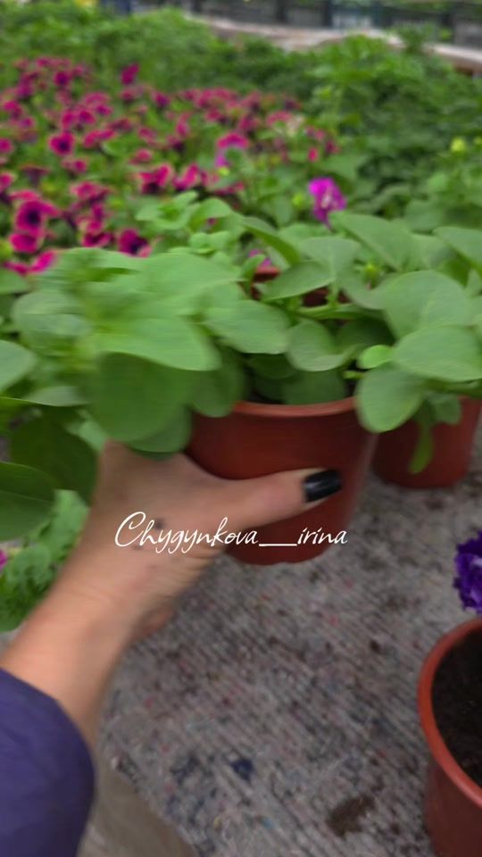 TikTok video thumbnail by ira_vid_kst