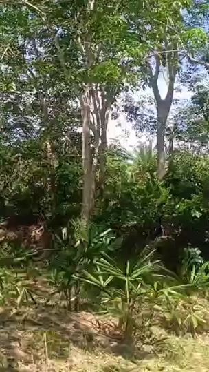 TikTok video thumbnail by ridwanwanazzwan