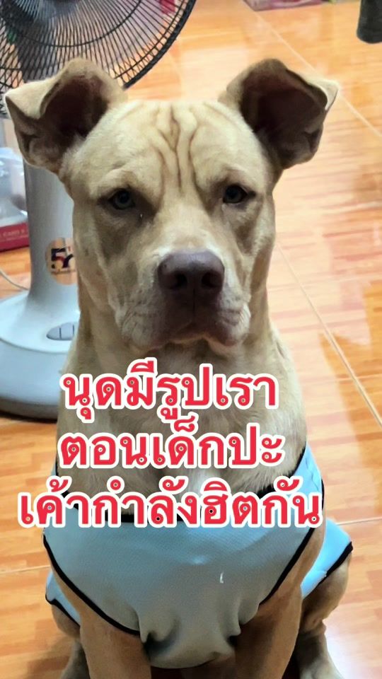 TikTok video thumbnail by smay935