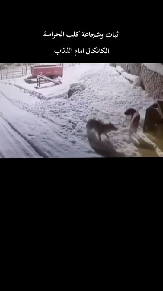TikTok video thumbnail by user9749926121396