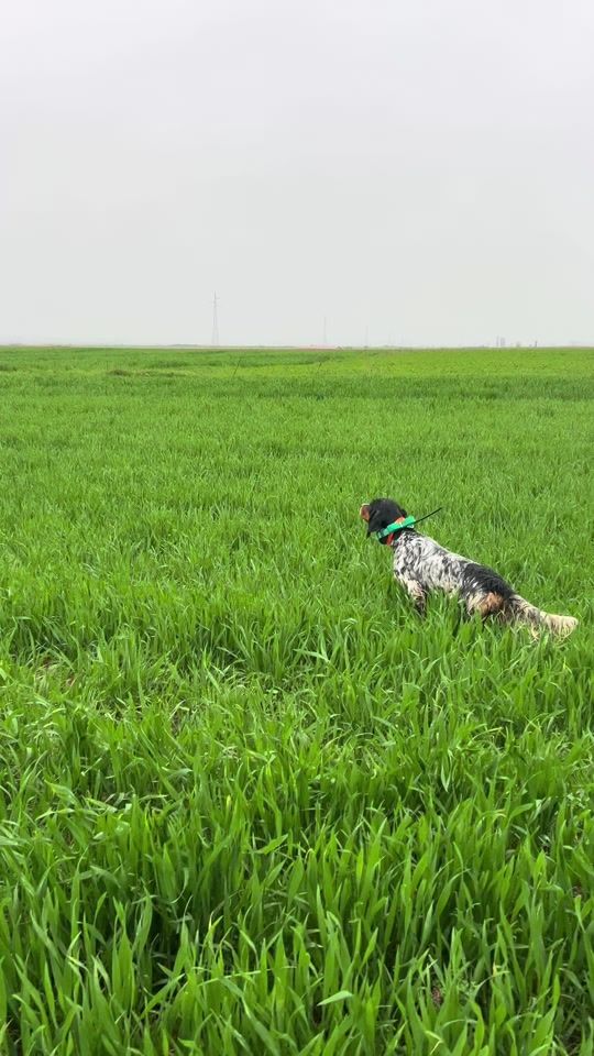 TikTok video thumbnail by gjuetari.vogel