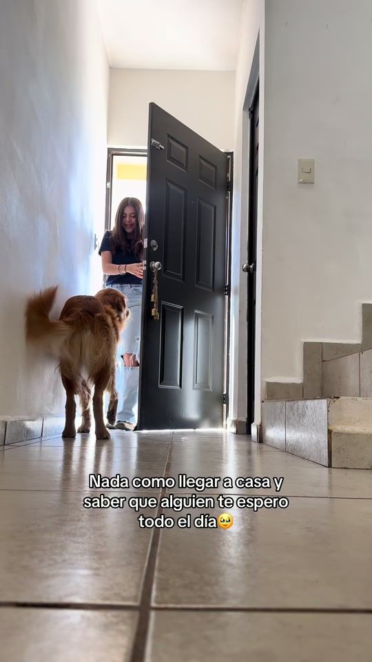 TikTok video thumbnail by teddythegoldenrt