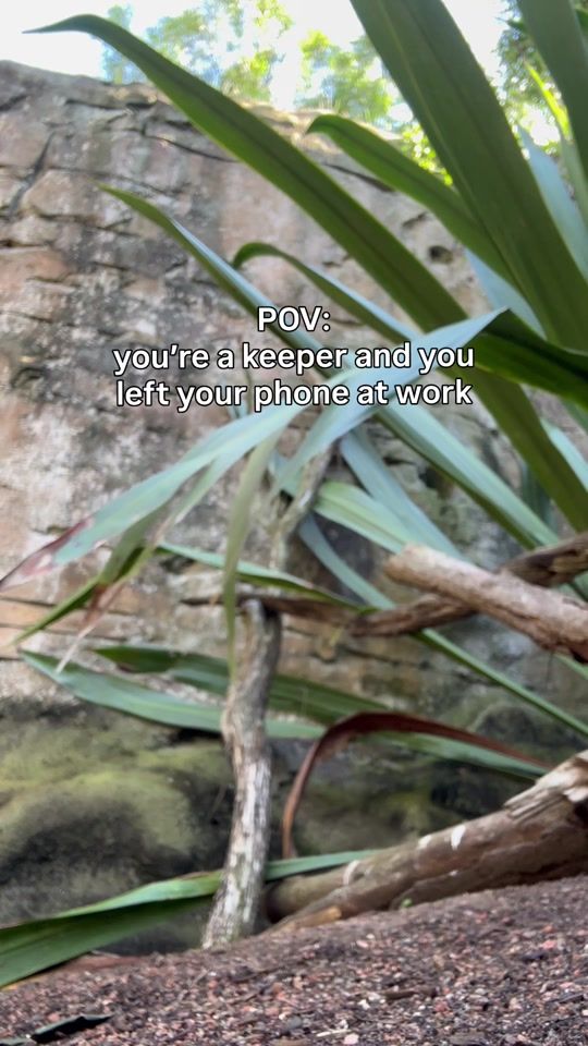 TikTok video thumbnail by tarongazoo