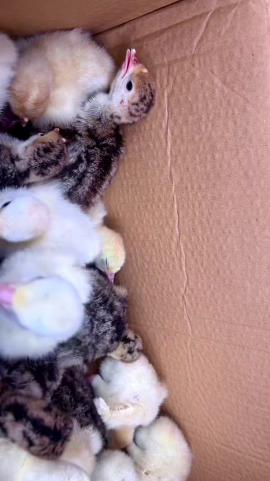 TikTok video thumbnail by awadia204