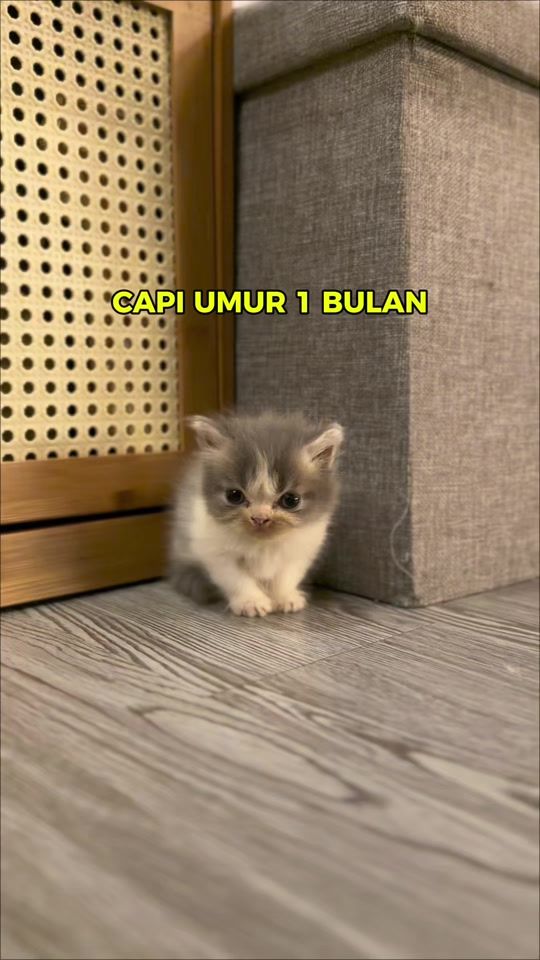 TikTok video thumbnail by cokycuklat