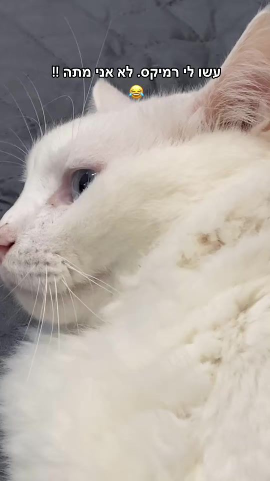 TikTok video thumbnail by zimesthecat