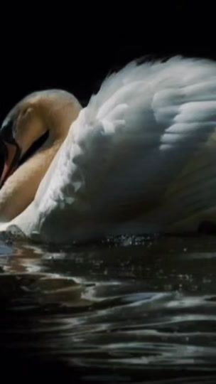 TikTok video thumbnail by pizdachello