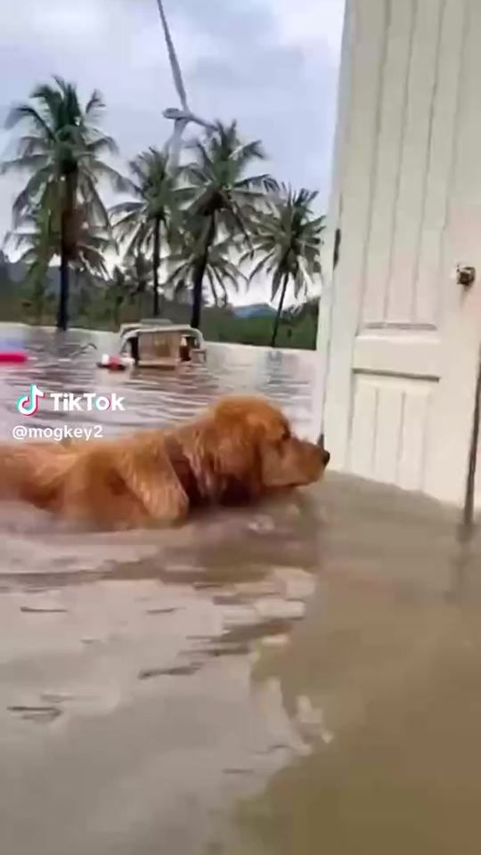 TikTok video thumbnail by user56814486735213