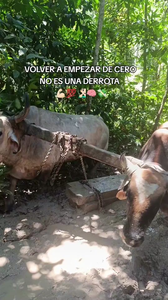 TikTok video thumbnail by jnfernandeizquierdo