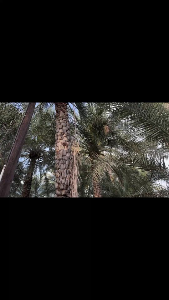 TikTok video thumbnail by amberbaloch39