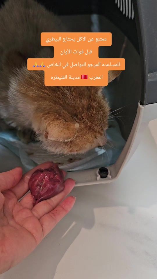 TikTok video thumbnail by ninafadel