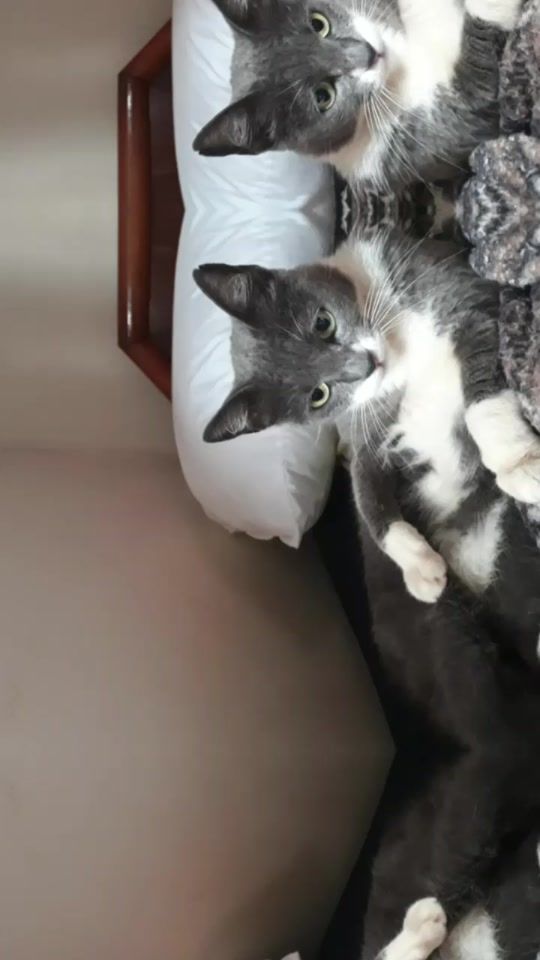 TikTok video thumbnail by leme1291