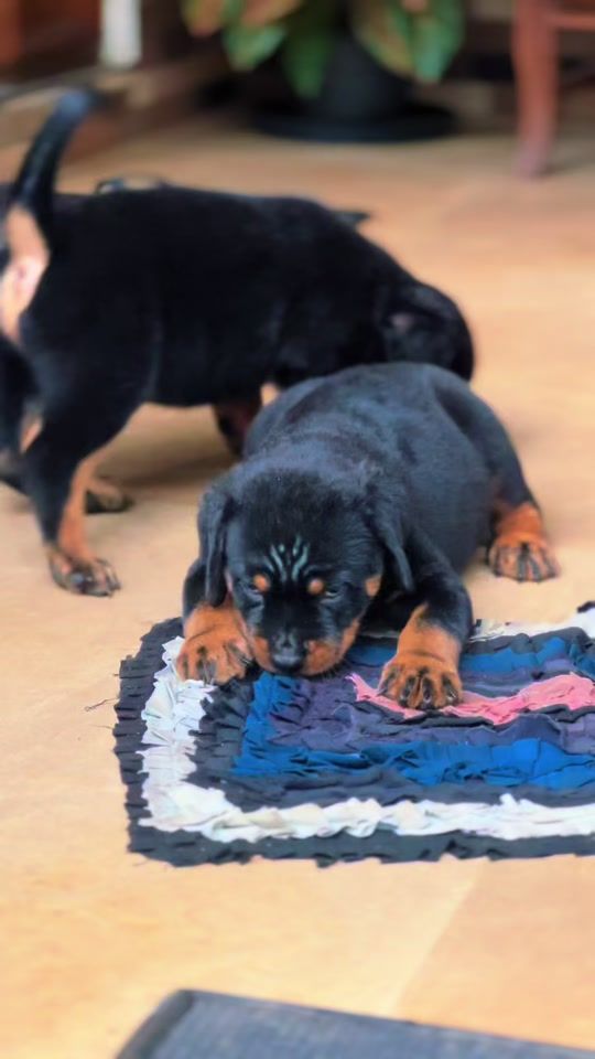 TikTok video thumbnail by rottweilerdogs