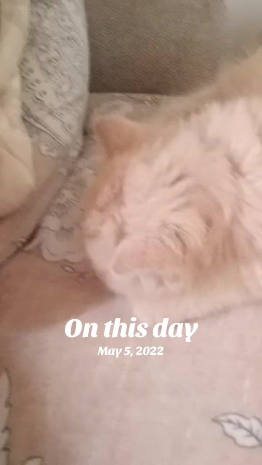 TikTok video thumbnail by sorzelur_nut