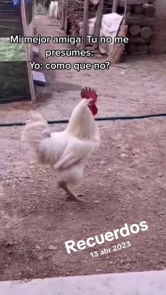 TikTok video thumbnail by shellseact
