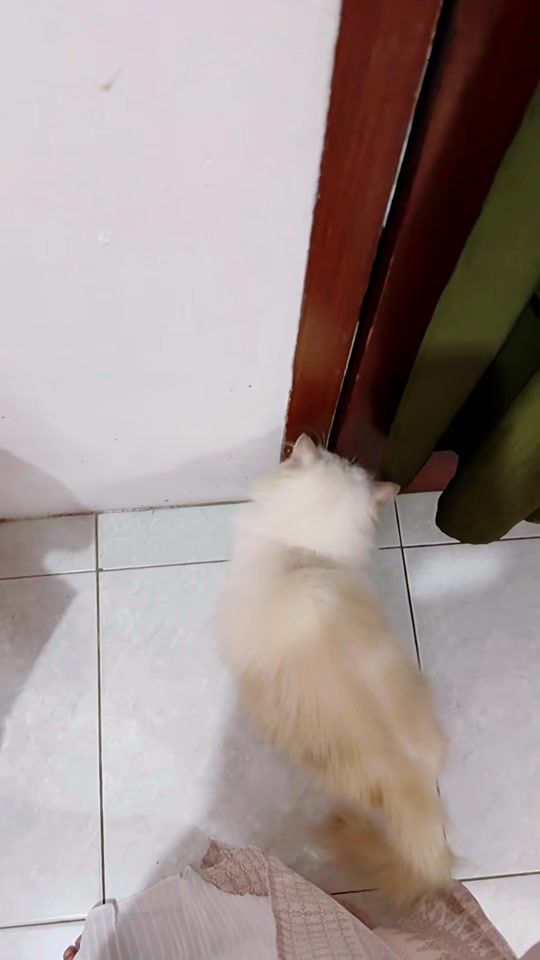 TikTok video thumbnail by mommymozza