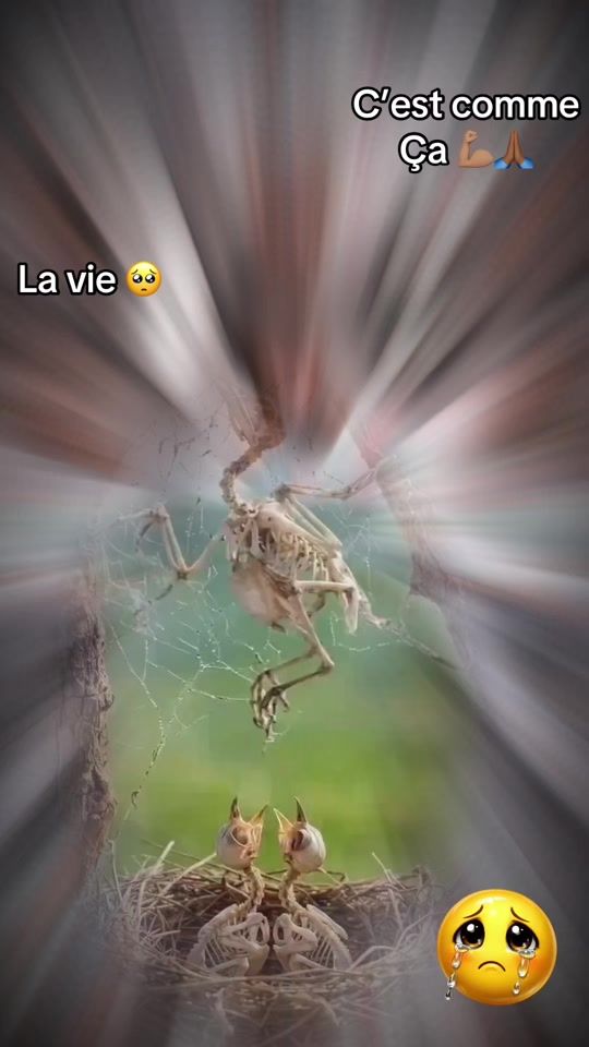 TikTok video thumbnail by albertochercher