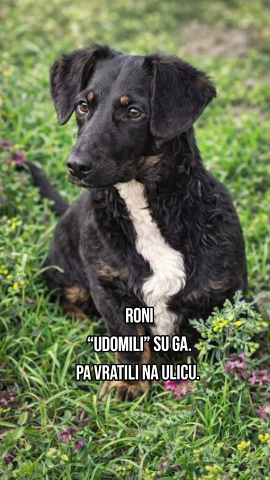 TikTok video thumbnail by j_animalfriends