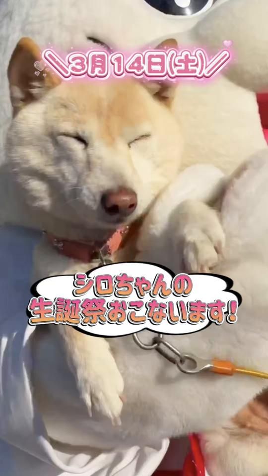 TikTok video thumbnail by fukushimahachimangu