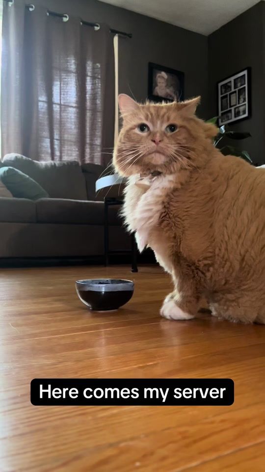 TikTok video thumbnail by fatcat391
