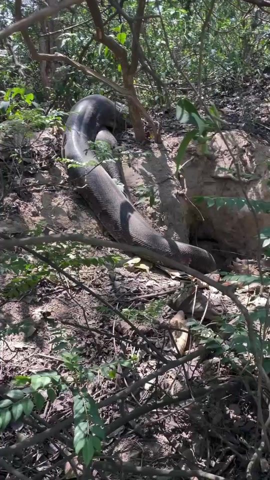 TikTok video thumbnail by wildlife.94