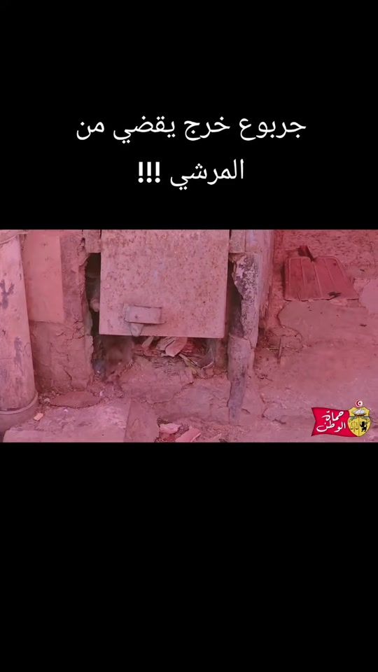 TikTok video thumbnail by wafafoufa5225