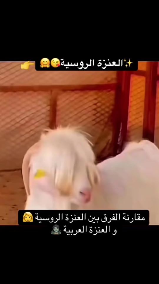 TikTok video thumbnail by hesham704