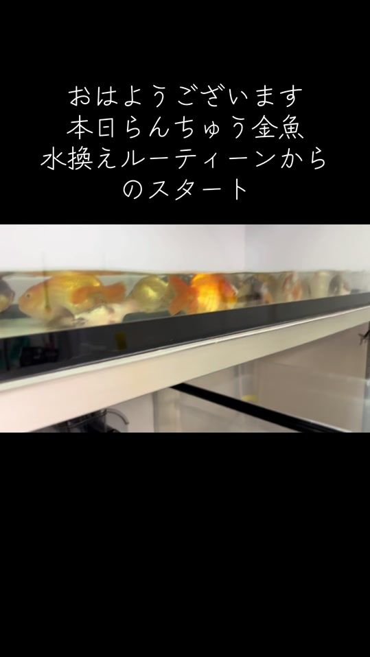 TikTok video thumbnail by user2481452190848