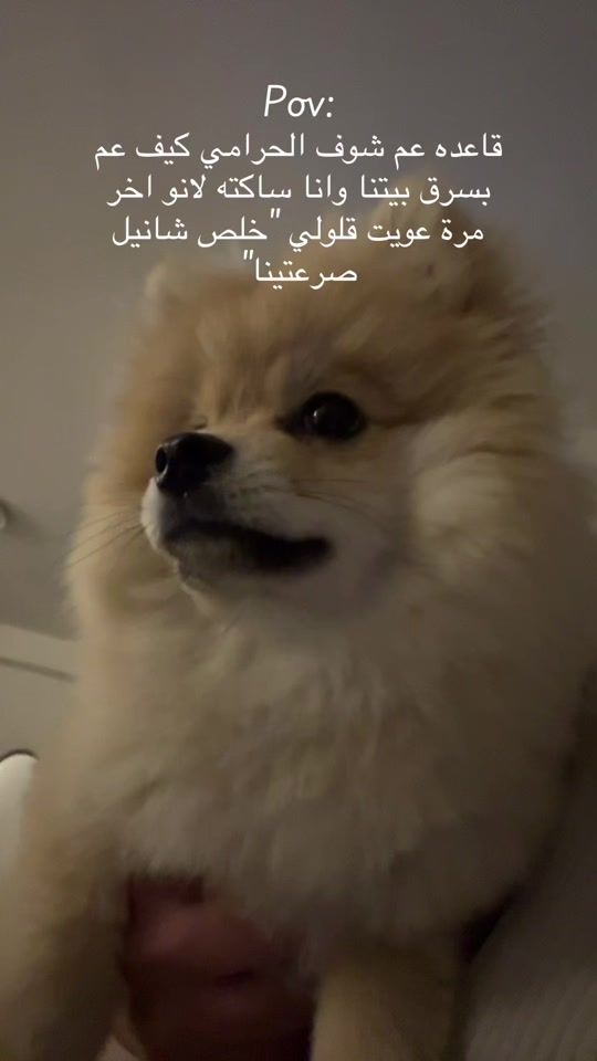 TikTok video thumbnail by hamdankamel