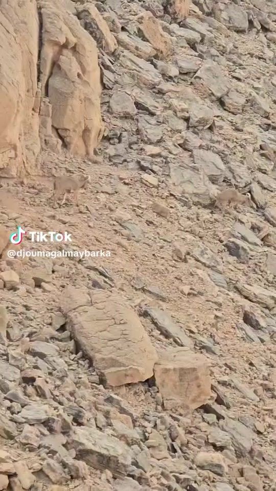 TikTok video thumbnail by abdallah.bokor