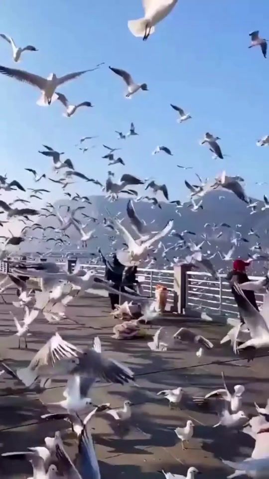 TikTok video thumbnail by bnt_jordan51