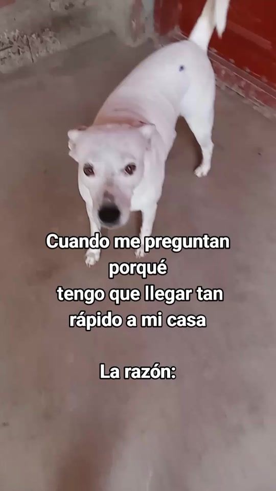 TikTok video thumbnail by rex.y.sus.amigos1