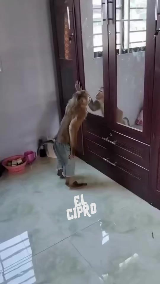 TikTok video thumbnail by el_cipro