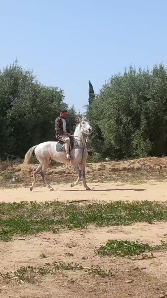 TikTok video thumbnail by mohamedfaleh07
